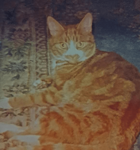 Writer’s journey – How did it all&nbsp;happen?