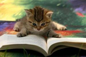 BnYCFK2CYAAzmdn cat with book