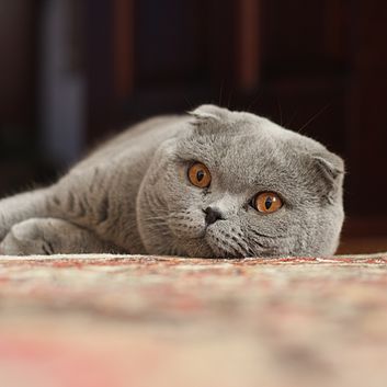 353px-Adult_Scottish_Fold