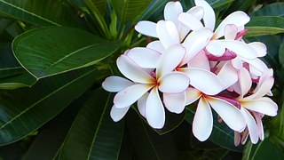 frangipani-393646__180
