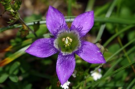 gentian-467117__180