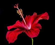 hibiscus-276473__180