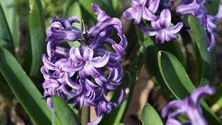 hyacinth-308224__180