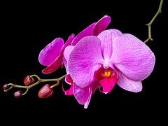 orchid-237480__180