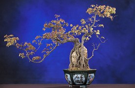 bonsai-62862__180