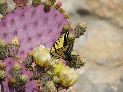 butterfly-93473__180