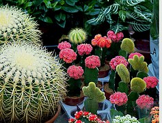 cacti-508488__180