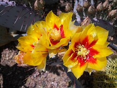 cactus-102290__180