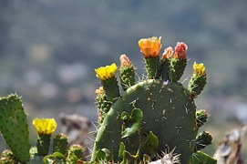 cactus-166240__180