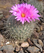 cactus-2117__180