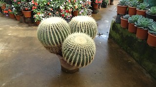 cactus-230754__180