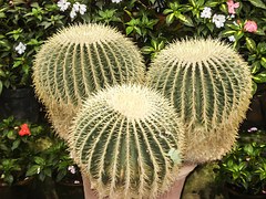 cactus-372927__180