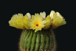 cactus-67547__180
