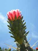 cactus-blossom-374834__180