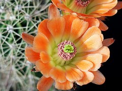 cactus-flower-588099__180