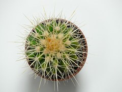 golden-ball-cactus-59890__180