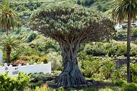dragon-tree-347596__180