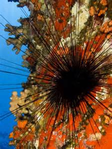 thH3ZVFGF2 Spined ssea urchin (diadema Paucis)