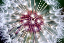 dandelion-761556__180