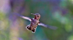 hummingbird-691483__180