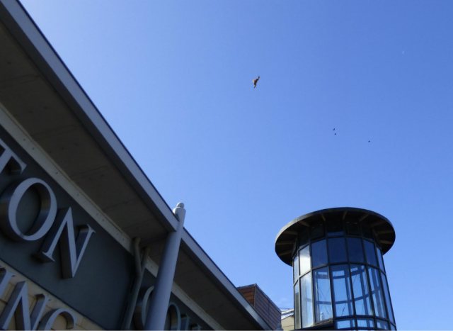 A red kire watches over the event