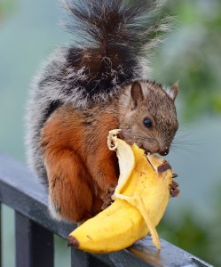 squirrel-1043536_960_720[1]