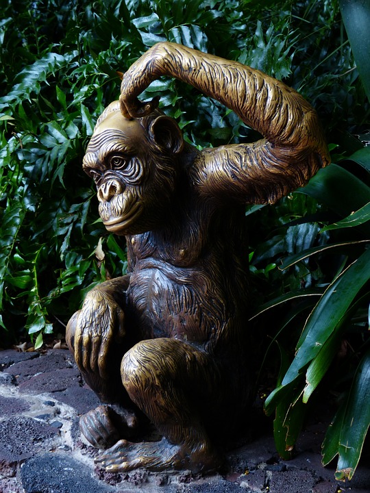 monkey-452864_960_720[1]