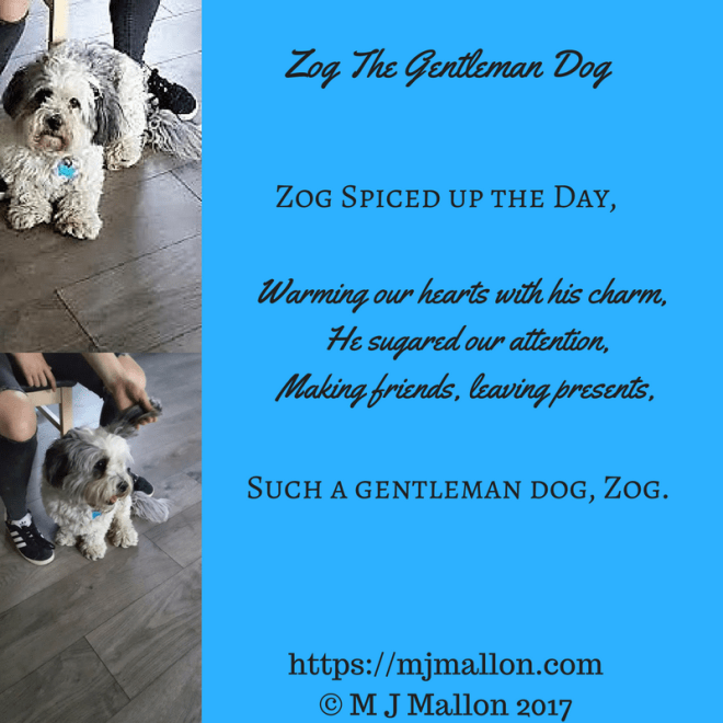 Zog The Gentleman Dog