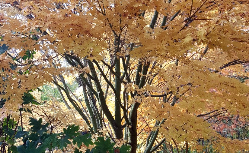 COLLEEN’S WEEKLY #TANKA TUESDAY #POETRY CHALLENGE NO. 109, HAPPY NOVEMBER – “POETS CHOICE OF&nbsp;WORDS”