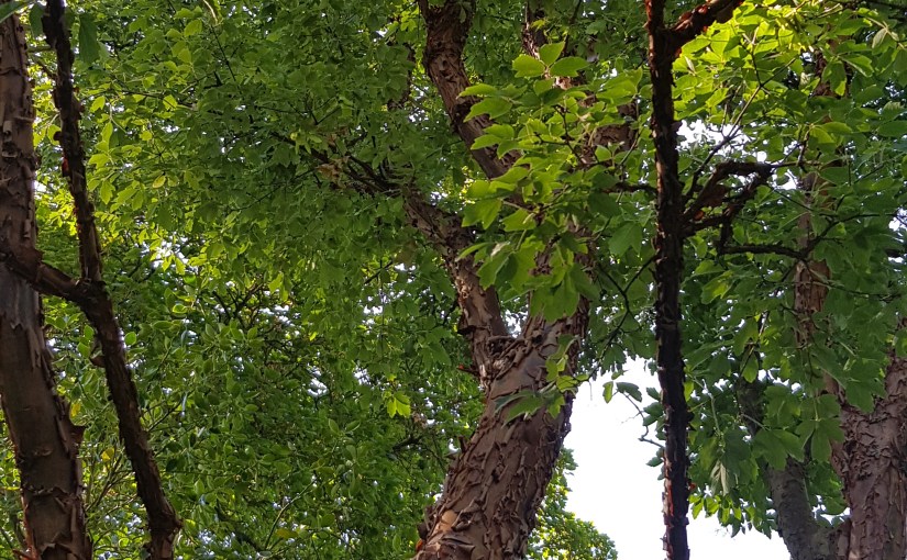 Colleen’s 2019 Weekly #Tanka Tuesday #Poetry Challenge #Poet’sChoice #Etheree #Trees #Photography&nbsp;#Bookish