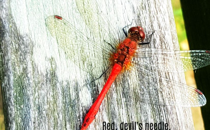 COLLEEN’S 2019 WEEKLY #TANKA TUESDAY #POETRY CHALLENGE NO. 146&nbsp;#SYNONYMSONLY