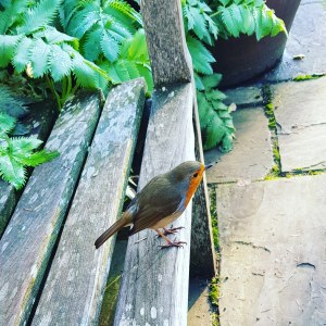 The Magic of the Robin #Spirit #Animal #Encounters #Poetry – Spiritual Sisters – Sisters of The&nbsp;Fey