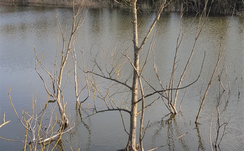 #TANKA TUESDAY WEEKLY @ColleenChesebro #POETRY CHALLENGE NO. 225,&nbsp;#SYNONYMSONLY