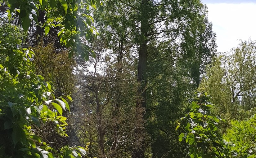 Tanka Tuesday #Poetry Challenge No. 228, #Poet’sChoice @ColleenChesebro